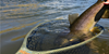 Fishpond River Armor Nomad Mid-Length Net